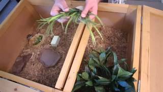 How To Setup A Tortoise Habitat  Marginated Tortoise Hatchling [upl. by Aronael]