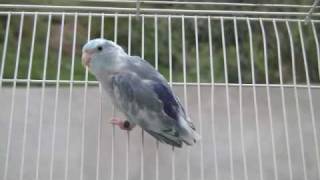 Pacific Parrotlet Dominant Blue Pied Parrotletbirds [upl. by Lutero]