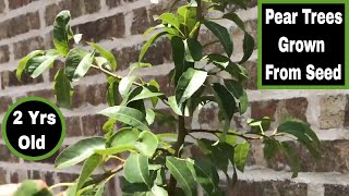 How To Grow Pear Trees From Seed  24 Months Old1 [upl. by Nihi]