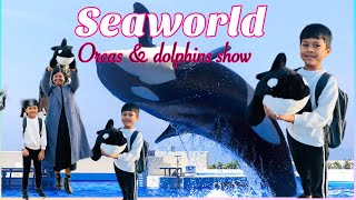 Kobe suma seaworld  Aquarium  vshakhavlogs [upl. by Eekorehc]