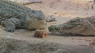 Crocodile vs Alligators Epic Clash of Titans [upl. by Meingoldas677]