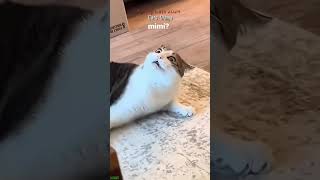 Funny Pets 😻 cat 🙀 FunnyCats Ep 4425 [upl. by Linad793]