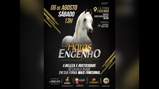 LEILÃO HARAS ENGENHO 2022  CAVALOS ÁRABES [upl. by Annie874]