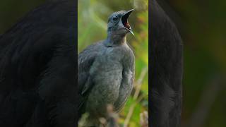 Lyrebird Amazing sound effect shortsfeed birds viralshors [upl. by Driscoll]