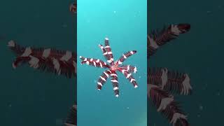 Crinoid  Snorkeling  Feather stars  Waigeo  Raja Ampat  Indonesia [upl. by Tarabar680]