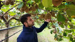 Nutrizione del frutteto solo vantaggi con i formulati liquidi [upl. by Akihsay]