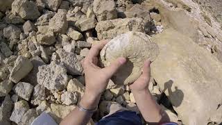 Fouille Fossile  Un gros Nautile de lammonite en Normandie [upl. by Quintie554]