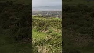 Wild pony gathering on the Carneddau ponies gathering youtubeshorts pony history [upl. by Ed833]