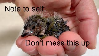 Notes to self Hand feeding tips for finch chicks [upl. by Yeleak]