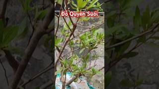 Azalea Flower 🔥Đỗ Quyên Suối Nhập Kịp Xuân🔥flowers nature bonsai plants mairung azalea [upl. by Eiryt321]