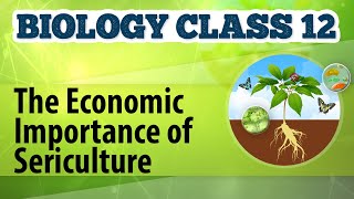 The Economic Importance of Sericulture  Animal Husbandry  Biology Class 12 [upl. by Treve]