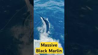 GIANT BLACK MARLIN  marlinfishing blackmarlin fishing [upl. by Enecnarf723]