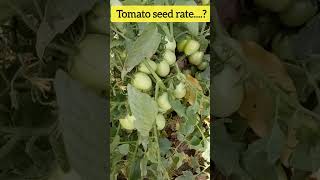 tomatovegetable cultivationcultivationfarmingagriculture Ag kakahorticulturepolyhouse garden [upl. by Dalohcin]