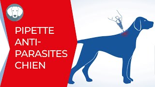 Comment appliquer une pipette antiparasitaire sur votre chien   Clément Thékan [upl. by Ancel]