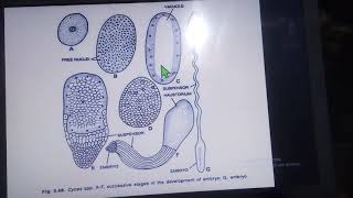 Fertilization in CycasGymnospermsBotany Lectures BSc 2nd semester [upl. by Marlane]