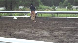 Paso Fino doing Dressage [upl. by Ayiram]