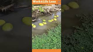 A worker floats tied durians down a narrow canal using a traditional efficient way to move them [upl. by Bruckner683]