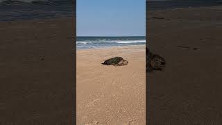 Sea Turtle arriving on beach to lay eggs [upl. by Trebo712]