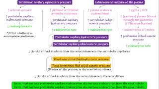 Peritubular Capillaries amp Interstitial Fluid Forces Chapter 28 part 8 Guyton and Hall Physiology [upl. by Thayne]