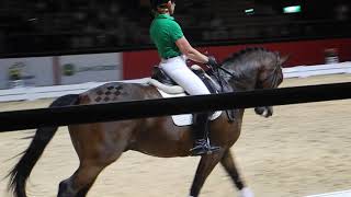 Carl Hester at Equitana 2013 Part 1 [upl. by Enirehtacyram133]