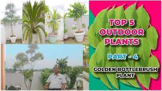 Top 5 Outdoor Plants  Part 4  Golden Bottlebrush Plant  2021 [upl. by Parker]