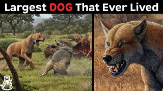 The Biggest DOG That Ever Roamed The Earth [upl. by Canice48]