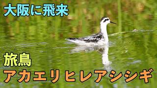 大阪に飛来した野鳥！『アカエリヒレアシシギ』旅鳥を撮影出来ました！ [upl. by Gerick]