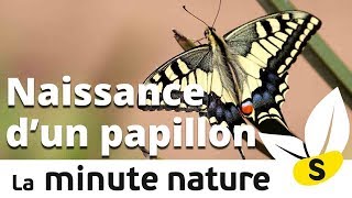 NAISSANCE DUN PAPILLON No 99 [upl. by Ellerad603]