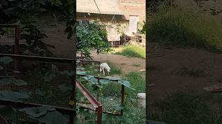 Jogi feeds stray Dog [upl. by Natiha]