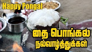 Pongal Celebration  தை பொங்கல் திருநாள்  Pongal celebration In village  Full Pongal Lunch Menu [upl. by Halilak890]