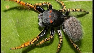 Phidippus mystaceus male courtship percussion [upl. by Edras]