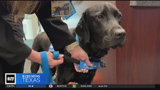 A North Texas hospital hires its first fulltime fourlegged employee [upl. by Chaker]