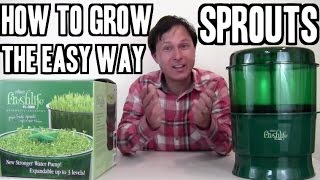 How to Grow Sprouts the Easy Way [upl. by Adeuga]