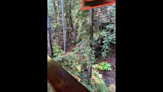 amazing redwoodforest california serene calm peaceful rainforest positivevibes [upl. by Huei494]