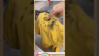 How to clean up moldy clothes [upl. by Schaumberger]