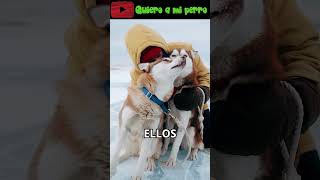 102 ¡Protege a tu Perro del Frío ❄️ Descubre las Razas Más Sensibles 🐕  Quieroamiperro ❤️ [upl. by Carling]