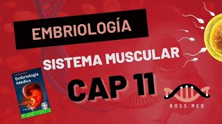 CAP 11SISTEMA MUSCULAREMBRIOLOGIA MÉDICA DE LAGMANRESUMENPODCAST [upl. by Dahlia974]