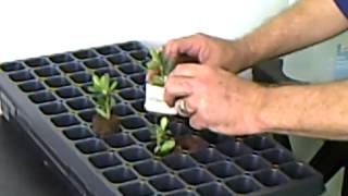 How to take cuttings [upl. by Infeld]