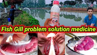 Fish Gill problem solution medicine  fish disease fungal treatment fishinfo fishfarming [upl. by Nref]