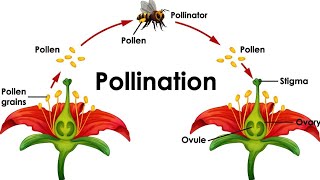 mode of reproduction in pollination plant breeding ki online class✍️✍️ [upl. by Eloccin]