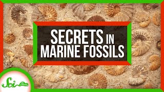 15 INCREDIBLE Animal Fossils [upl. by Lolita825]