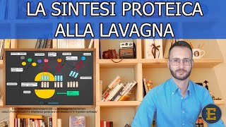 30 La sintesi proteica alla lavagna 19 min [upl. by Jessamyn]