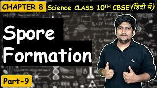 Part9 Spore Formation in Rhizopus  Reproduction  Class 10th CBSE [upl. by Nai]