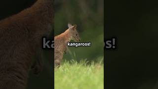 Pademelon SECRETS You Wont Believe Exist naturecuriosities amazingfacts animals facts [upl. by Odel]