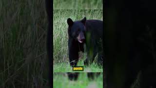 ¡Oso Negro se enfrenta a perros oso vs perros animalessalvajes [upl. by Idnat475]