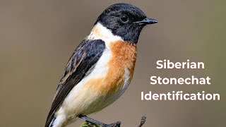 Siberian Stonechat Identification  Asian stonechat Saxicola maurus [upl. by Trenna]