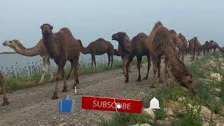 A herd of camels near a beautiful beach and its wonders and strangeness [upl. by Nwahsirhc]