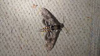 A Bunch of Hawkmoths and Gardening Updates [upl. by Quinlan]