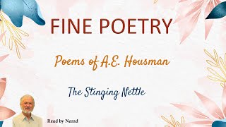 Fine Poetry  Poems of AE Housman  The Stinging Nettle Read by Narad [upl. by Lussier]