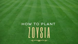 How To Plant Zoysia  The StepByStep Guide to plugs [upl. by Corena565]